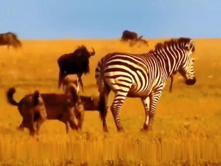 流氓斑马的佛山无影脚踢烂主任鬣狗的嘴巴!#动物世界 #神奇动物在抖音 #鬣狗 #斑马