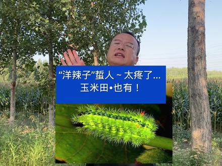 洋辣子蜇人~太疼了…玉米田也有!