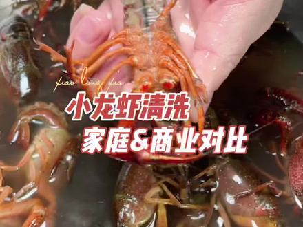 小龙虾如何清洗干净,家庭清洗与商用清洗方法教程对比。#小龙虾处理#小龙虾清洗#龙虾季节到了