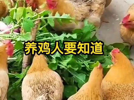 不能给鸡吃的五种菜,养鸡人要知道@DOU+小助手 @抖音安全中心 #农村散养土鸡 #养鸡人 #养鸡技术 #科学养鸡#新农人计划2023