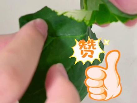 为了撕菠菜,也是煞费苦心了#生物#生物实验考试