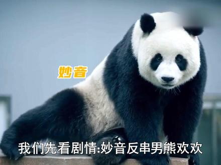 大连三宝都是单身,拍的爱情剧却相当精彩#大熊猫飞云 #大熊猫金虎 #大熊猫妙音