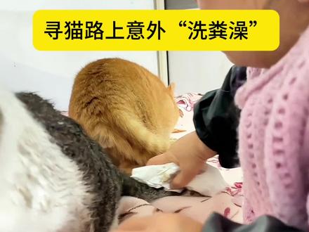 寻猫路上意外“洗粪澡”秒变小可怜 #流浪猫该不该喂 #梦中情猫 #救助流浪猫 #我和流浪猫的故事 #收养流浪猫