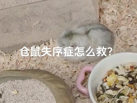 仓鼠失序症怎么救?#仓鼠失序症 序