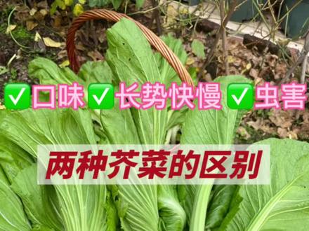 两种芥菜的区别,优缺点分析!今年尝试种了另一种芥菜:竹芥。长势慢,病虫害较多,芥菜味比较浓,不好管理。相比之下还是水东芥菜更好吃也更好种植管理。#家庭种植 #田园生活 #农村生活 #阳台种菜 #新农村计划2022