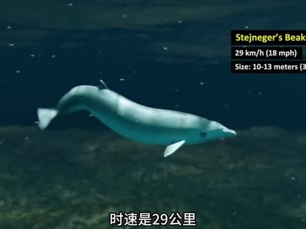 世界上速度最快的鲸鱼 潜入深海,见证终极水下竞速!在这场3D速度对比中,我们将海洋巨兽们一一比拼,看看谁才是真正的海浪之王。从体型庞大的蓝鲸到身手敏捷的虎鲸,找出世界上游泳速度最快的海洋哺乳动物。我们通过逼真的3D动画对比不同鲸鱼物种的最高速度,让您真切感受到它们的力量和速度。您将看到:蓝鲸:地球上体型最大的动物、长须鲸:被誉为“海洋灵缇”、虎鲸:海洋中的顶级掠食者、抹香鲸、座头鲸等等!#世界之最 #鲸鱼 #动物科普 #海洋生物 #涨知识
