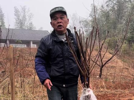 车厘子长果果要一定的蓄冷量,建议山东以南地区的朋友选择南方组合黑珍珠等。两广福建及附近冬季较暖和地区的朋友谨慎种植。#果树种植 #果树苗 #车厘子大樱桃 #车厘子树苗