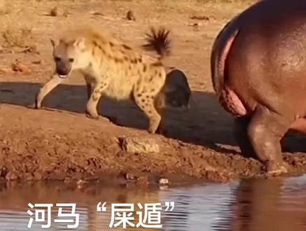 没想到,河马解大便是如此狂暴而炸裂。
真汤姆拉的一通好屎。如密集子弹般的飞“翔”杀伤力足以傲视群兽。
虽无法“惊天地”,但或许可以“泣鬣狗”。
…
一只斑鬣狗鬼鬼祟祟的溜到河马肥硕的后部,它打量着河马的“菊花”。步步逼近,准备一击必杀…
河马冷静沉着,它酝酿着反击。
说时迟那时快,河马的排泄物裹挟着体内的“怒气”以迅雷不及掩耳之势从其“后门”喷出,如同爆破了一颗“屎”炸弹。
河马就差嘴里用汤姆日本话大喝一声:屎遁——乱泼粪之术。
河马短小精悍的尾巴急速摆动,增加了“屎遁”的覆盖面。
别说应付单个斑鬣狗掏肛了,即使三两只亦不在话下。河马基本无需借助体型进行物理攻击,只需利用粪便这种“生化武器”即可退敌。
…
可怜的“肛肠科大夫”被河马的“屎遁”打懵逼了。被喷了一头一脸的河马“翔”让斑鬣狗不仅吓的屁滚尿流更是恶心欲死。它疯狂甩着身上的屎,它汤姆已经无力咒骂河马只是痛苦哀嚎。
斑鬣狗并非是狗,它汤姆基本不吃屎。
河马略显得意:我不杀斑鬣狗,斑鬣狗却几乎因为我的屎而死。
……
我厌恶斑鬣狗,更憎恨斑鬣狗活吃场面:猎物们是眼睁睁的看着自己的身体和内脏被撕烂吞食,在极度痛苦中死去。
虽然当年赵忠祥老师在《动物世界》栏目的中配音是如此解释的:不应该以人类的情感来看待这种惨状…
可,我还是觉得斑鬣狗是种很卑鄙肮脏下作的生物。
所以我喜欢“鬣狗杀手”—纳特瓦杜米拉。
喜欢看斑鬣狗被雄狮虐杀。
…
我也不喜欢河马这种动物,他们除了吃睡就是汤姆造粪,笨拙不灵活。且不能像猪那样给人类提供自己的“肉身” 。
可是,河马用“屎遁”攻击斑鬣狗的片段,虽然看上去龌龊但真的挺解恨。
…
河马与鬣狗的视频唤醒了我的回忆:
曾经,我认识的一位体制内口腔科医生打算“单飞”,并踌躇满志的为其将来的工作室征集名称。
联想到河马有无比强悍的下门齿+上犬齿,而斑鬣狗有着能轻松碎骨的臼齿。我建议不妨叫:大河马牙科或斑鬣狗诊室。对方压根没有搭理我。
可是之后的几天,我总是莫名其妙的打喷嚏,我怀疑,可能,有人在背后骂我…