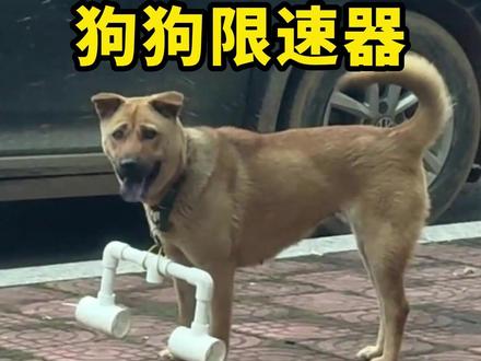 爱追人的狗子,都拥有了自己的木棍! #涨知识 #狗 #训狗 #万万没想到 #狗子的迷惑行为
