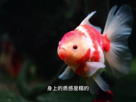 软鳞和硬鳞泰狮要怎么选?#观赏鱼 #泰狮金鱼 #泰狮 #泰狮兰寿 #百褶泰狮