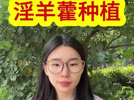 淫羊藿怎么采收,才可以缓苗快,恢复健壮提升品质。#淫羊藿 #淫羊藿种植 #淫羊藿种植技术 #三枝九叶草 #药材种植