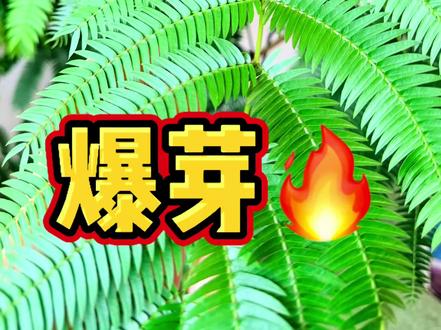 教你把密叶猴耳环养道爆炸! #花卉绿植种植技巧 #创作者中心 #创作灵感 把密叶猴耳环养成爆炸绿巨人,总共分四步!