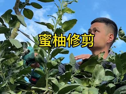 #蜜柚管理#蜜柚修剪#柑橘管理众鑫 蜜柚修剪@抖音小助手