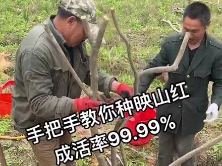 映山红地栽方法,不喜勿喷#下山桩种植 #休眠期 #大别山映山红