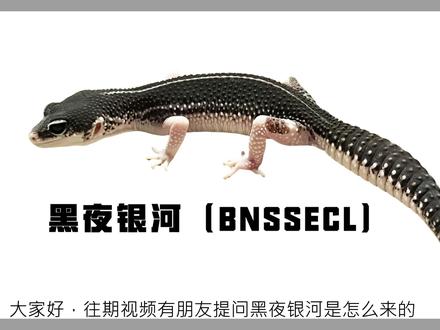 黑夜银河品系详解 选育的很多思路都是一通百通的,希望这期视频给大家一些帮助,干货不易求个三连~#爬宠 #神奇动物在抖音 #守宫 #豹纹守宫 #爬行动物