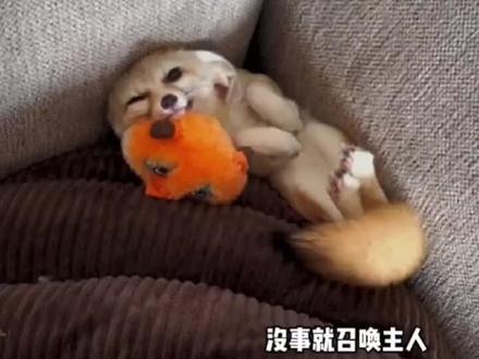 粘人的宠物小狐狸和小哥相依为命,自从小哥有了女朋友后就疯狂的委屈吃醋 #萌宠 #狐狸 #万物皆有灵 #萌宠成精了 #