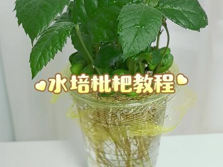 半个月养出枇杷小森林🌱 喜欢吃枇杷不?爱喝咖啡奶茶不?吃完枇杷剩下的种子别丢,喝完的杯子也别扔~我来手把手教你,半个月就能在奶茶杯里养出一片迷你小森林!#水培 #水培植物 #水培枇杷 #种子发芽 #治愈系种子盆栽