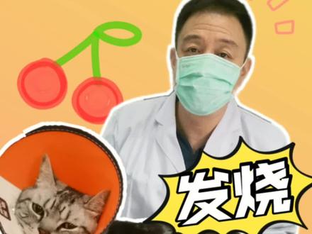 猫发烧在家测体温!!#宠物知识 #宠物 #科普一下 #怼人老尹