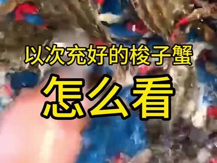 #上热门 这个季节遇见甩籽母蟹,虽然是晚婚晚育,可也是个瘦蟹子,所以大家不要买,另外一定注意屁股套皮套的螃蟹,回见#梭子蟹 #海鲜原产地 #飞蟹 #螃蟹