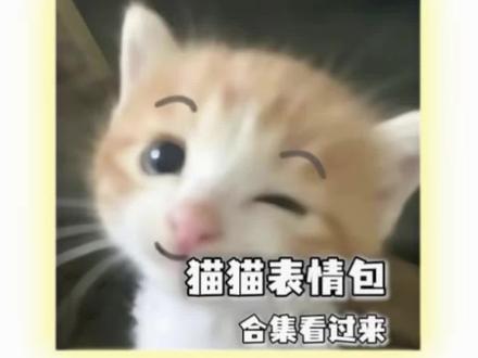 可爱猫咪表情包合集#表情包分享 #猫咪