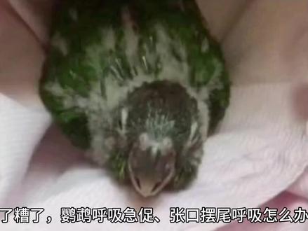 鹦鹉呼吸出现问题如:呼吸困难、咳嗽、异响、呼吸急促、张嘴呼吸、呼吸时大幅度上下摆尾。需要尽快处理。#鹦鹉 #手养鹦鹉 #鹦鹉🦜 #鹦鹉小白 #玄凤鹦鹉
