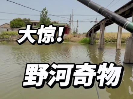 野河真是什么都有啊@麦子钓鱼(直播号) 你咋啥都能钓到