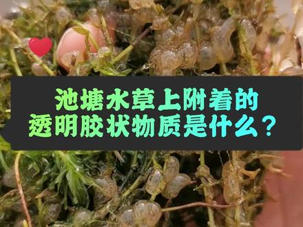 池塘水草上附着透明胶状物是什么呢#螃蟹 #水产技术 #三农 #小龙虾养殖 @抖音小助手 @DOU+小助手