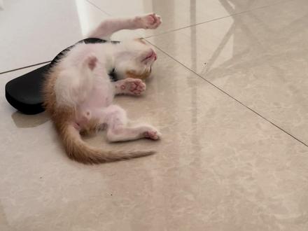 打小就叛逆 2#魔丸小猫 #猫咪的迷惑行为