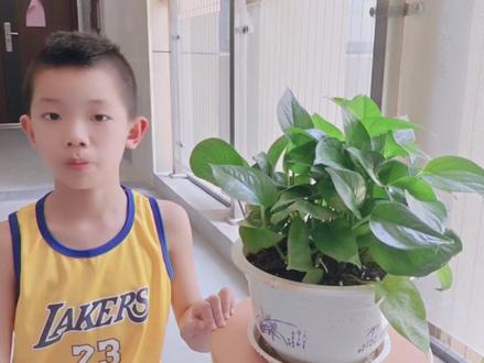 三年级观察植物记录卡。难得录一个这样的视频。#暑假生活 #小盆栽 #篮球🏀小子