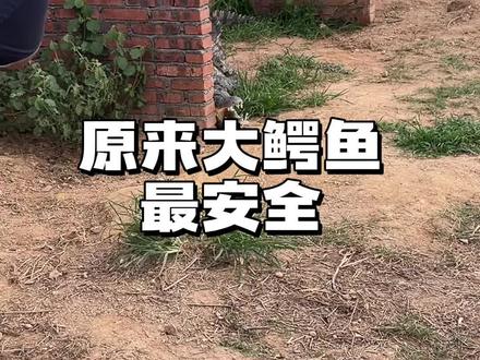 让你们进种鳄池玩是因为安全哦!#鳄鱼皮带 #鳄珍 #鳄鱼与牙签鸟