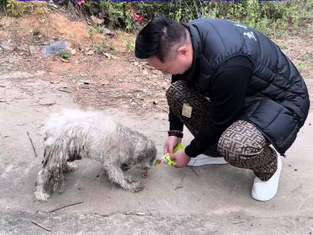 忠犬三修:五年的等待,却等不到主人的怀抱。