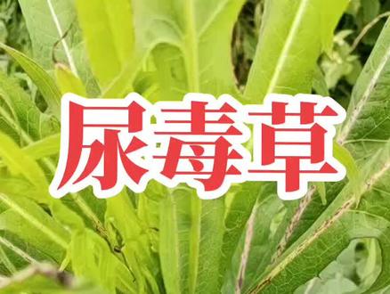 #尿毒草#记录真实生活 @DOU+小助手 #抖音小助手