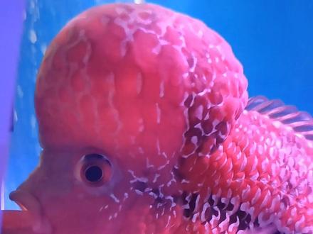 头顶包的鱼太有趣了#养鱼养心 #玻璃缸中的大自然 #神奇动物在抖音