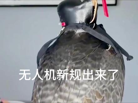让老鹰带你去峡谷看风景! 有山有水适合飞老鹰#第一视角 #治愈系风景 #峡谷#视觉震撼 #穿越机