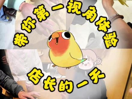 烟台鸟咖|第一视角体验宠物店长的一天#烟台 #撸宠