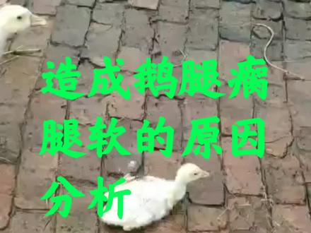 造成鹅腿瘸,腿软的原因有很多种,快来看看你家鹅腿瘸属于哪一种,该如何应对。#养鹅技术分享 #鹅腿瘸的防治 #鹅病防治