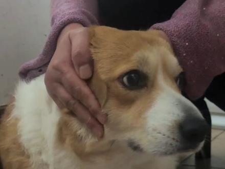 过年放鞭炮把小狗吓傻了,浑身控制不住地抖#过年 #新年 #柯基 #小狗 #上热门