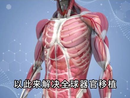 日本实验室藏“半人半猪”,他们想干啥?留着以后打仗用? #实验室 #日本 #猪