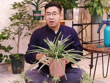 金边吊兰怎么养?园艺师教你,金边吊兰的详细养护技巧