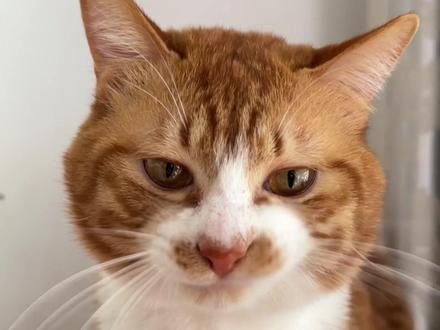 今天的略略略是好几天都没见的略略略~#铲屎官的乐趣 #猫咪的迷惑行为