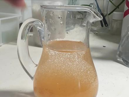超详细省钱方便的丰年虾孵化教程来了,想省钱喂丰年虾的鱼油可以参考下#丰年虾 #丰年虾孵化 #孔雀鱼 #孔雀鱼繁殖 #丰年虾卵