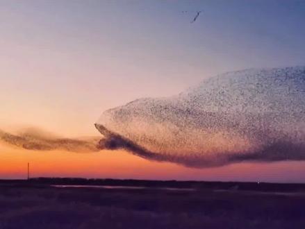 北冥有鱼竟然是真的!!山东东营又见鸟群迁徙,如鲲似鹏,展翼破苍穹!!见者皆好运!!#东营鸟浪 #东营旅游 #北冥有鱼其名为鲲 #好运 #罕见