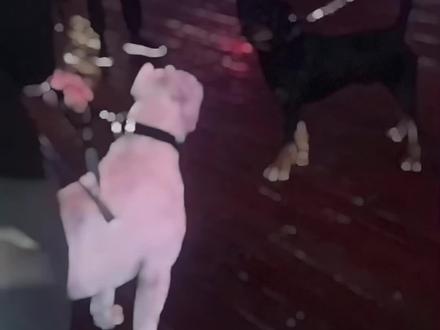 那年我双手插兜 不知道什么叫做对手#杜高 #杜高犬