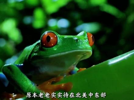 牛蛙竟然能玩崩加州生态?为啥到了中国就只能成宵夜霸主? #牛蛙 #科普 #美食 #抖音精选 #抖音年味争霸赛