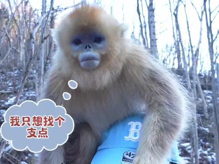 呀呀呀,神农架金丝猴踩在记者头上,它咋不怕人? #神农架 #寻野记 预告 #金丝猴
