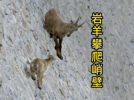 岩羊攀爬近乎90度的悬崖峭壁,仅仅只为了舔食盐分#动物#野生动物零距离 #动物解说 #岩羊