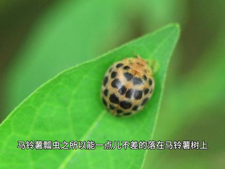 今日科普:昆虫的触角有什么作用#科普 #昆虫 #昆虫科普 #昆虫世界