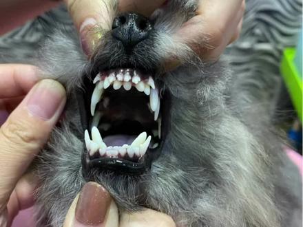 狗狗双排牙怎么办?一定要提前注意奥
#创作灵感 #狗狗双排牙 #双排牙 #双排牙怎么办 #科学养宠攻略 @DOU+小助手