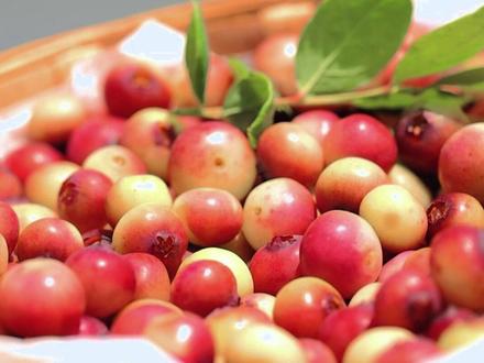 你见过红色的蓝莓吗?它叫红粉佳人 520买它! #520礼物 #红粉佳人 #2023新农人计划 #洱海