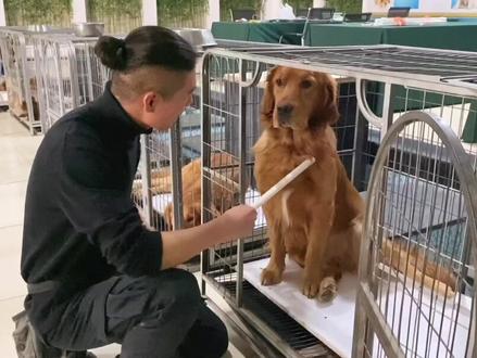 你家狗狗咬人 护笼子?用这招试试#感谢推广小助手助我上热门 #金毛 #宠物 #狗狗 #训练